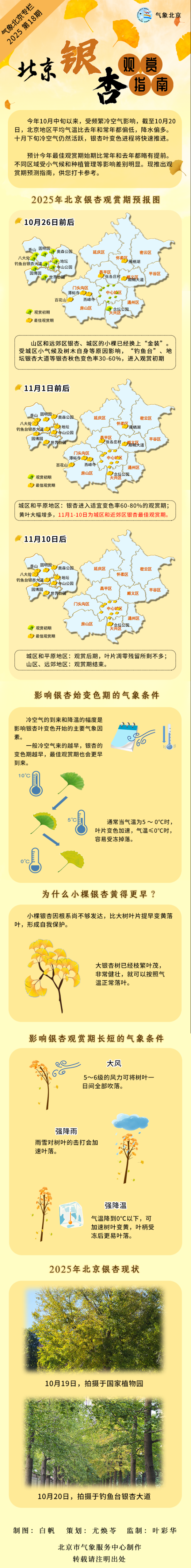 华泰配资 北京银杏观赏指南：11月1日-10日为城区和近郊最佳观赏期